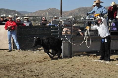 Rodney attemps calf roping, loop is seen clearly as it hurles tward the calf but too high to catch